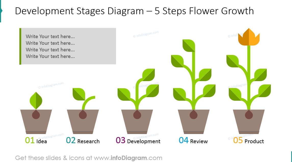 development stages flower growth diagram