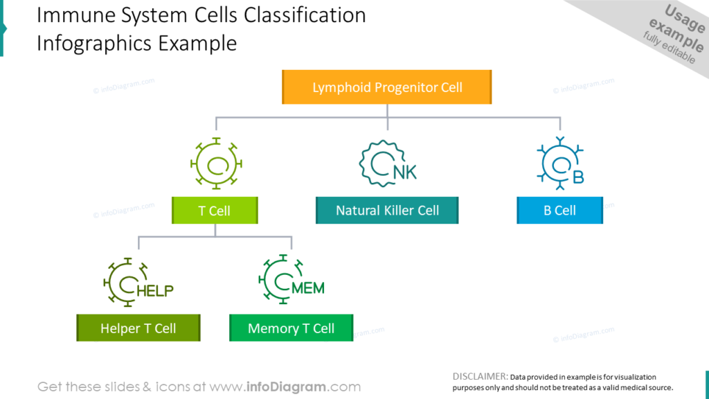 Immune System Cells Classification Infographics Example medical teaching