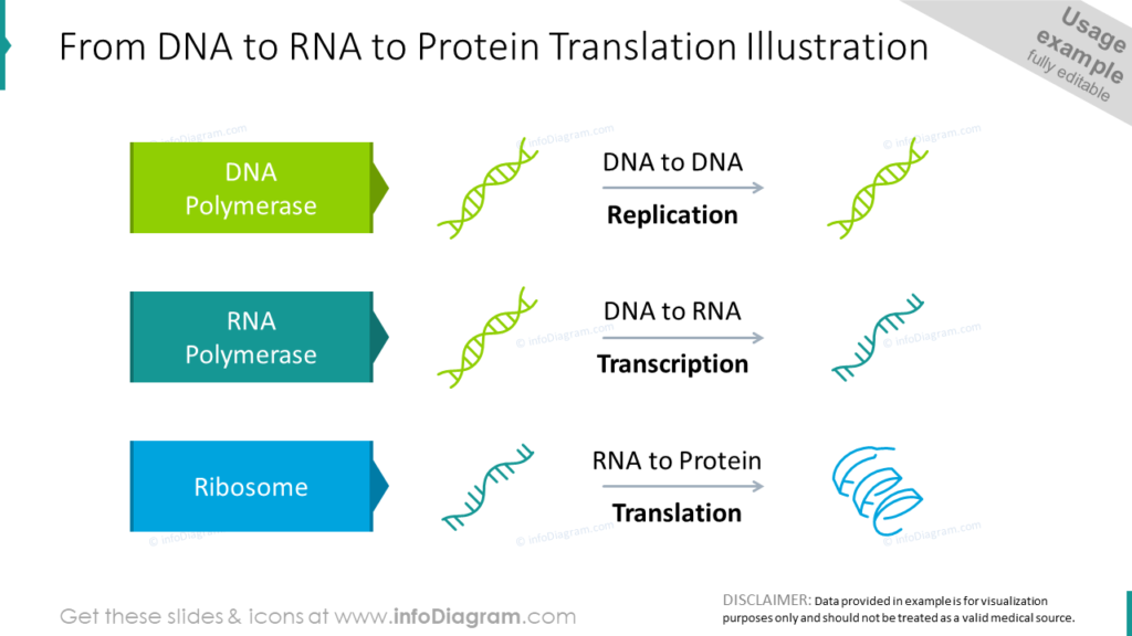 From DNA to RNA to Protein Translation Illustration medical teaching