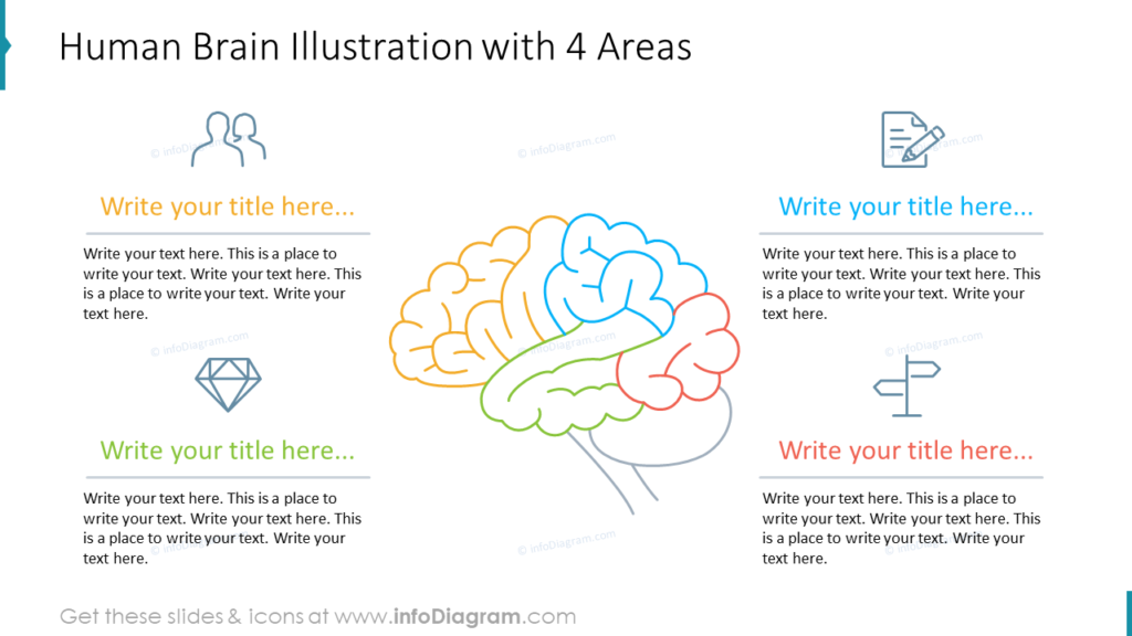 Human Brain Illustration with 4 Areas head and brain graphics