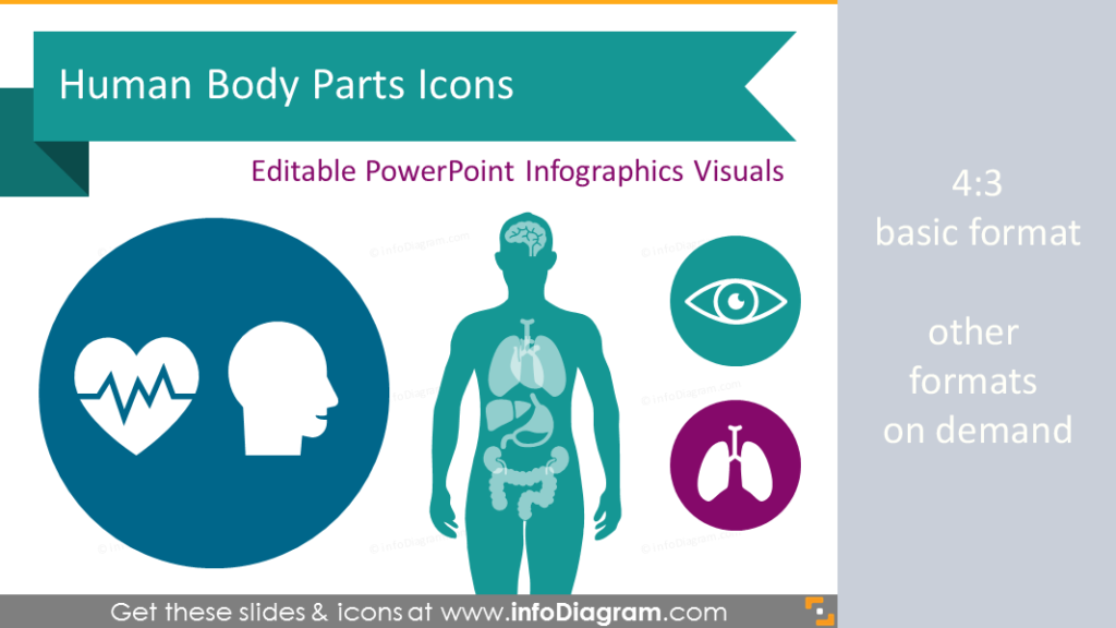 human_body_part_organ_infographics_ppt_icon